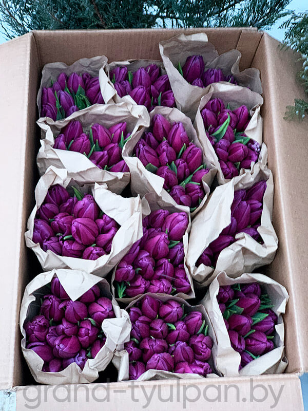 Тюльпаны фиолетовые Purple Flag